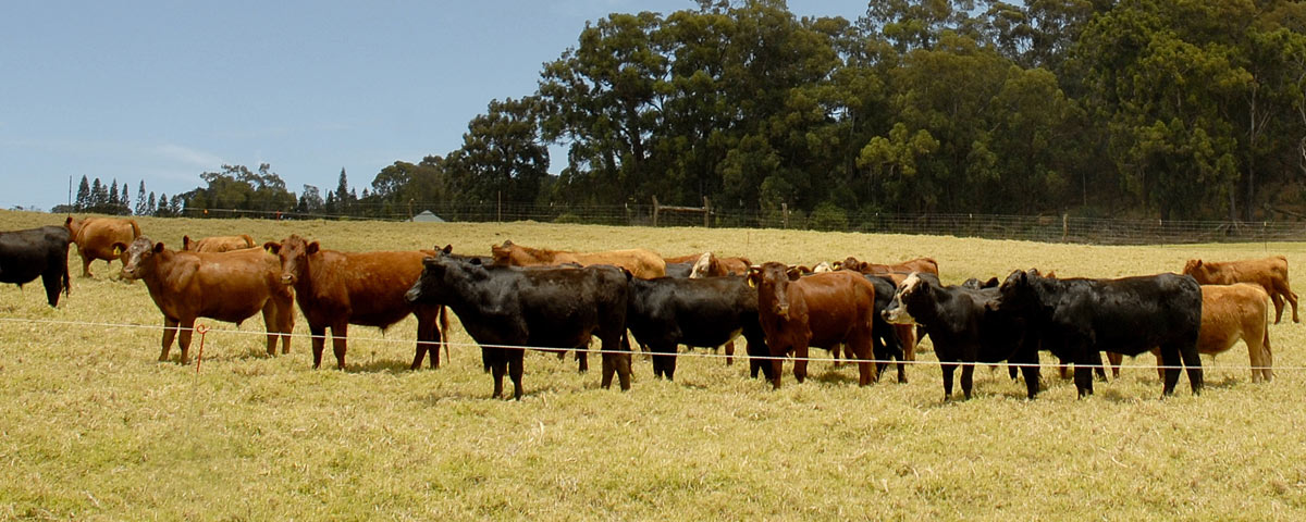 Maui County Farm Bureau – Hawai‘i