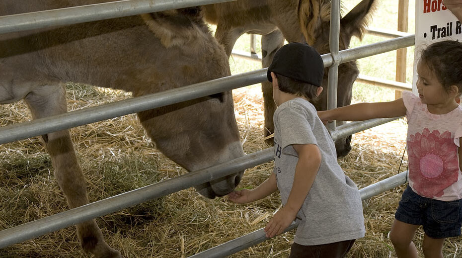 Maui AgFest & 4-H Livestock Fair