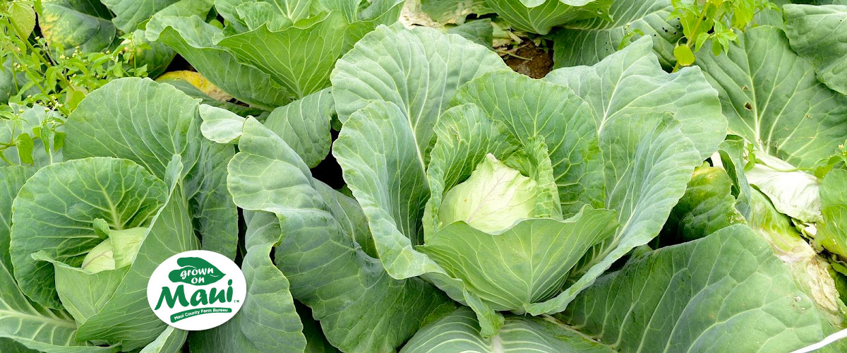 Maui Grown Cabbage
