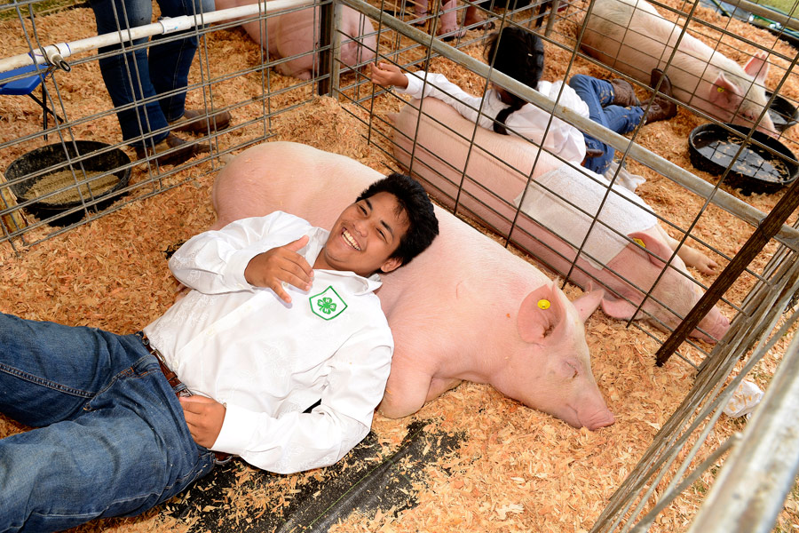 Save the Date for Maui AgFest & 4-H Livestock Fair 2022