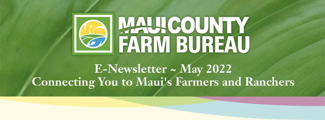 Maui Ag Festival and 4-h livestock fair