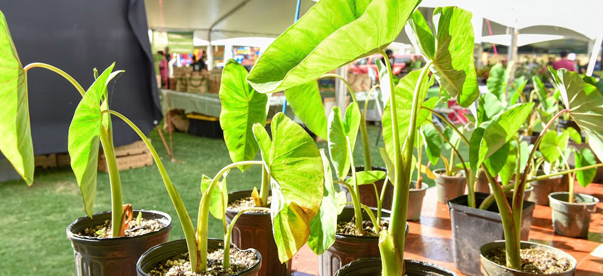 Date set for the 15th Annual Maui AgFest & Livestock Fair Maui County