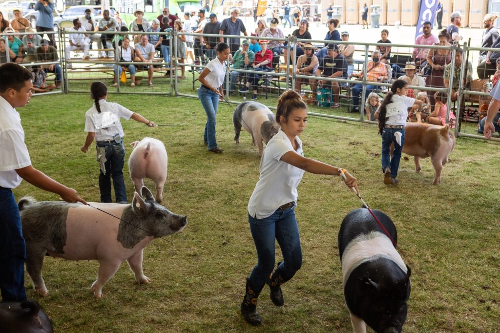 Maui AgFest & 4-H Livestock Fair 2025 boosts Ag awareness with record attendance