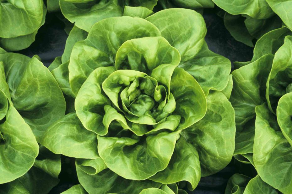 Flooding and food safety in Hawai‘i