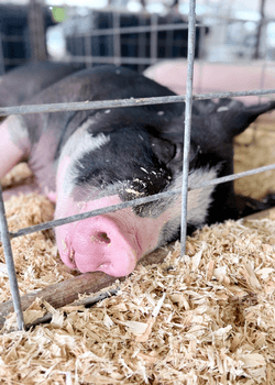 CTAHR shares agriculture, wellness, and youth programs at Maui Agfest